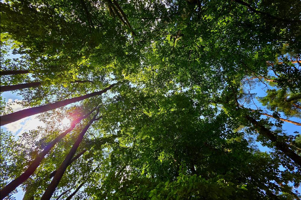 Blick in Baumkronen und Himmel