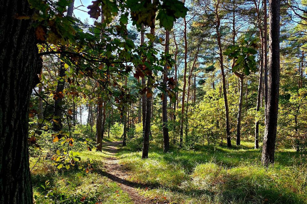 Waldweg in einem Mischwald