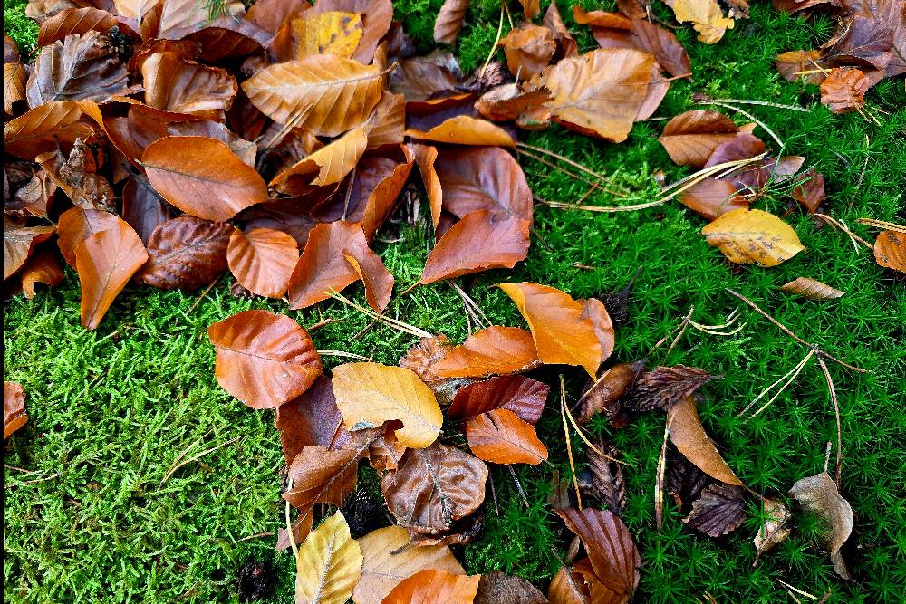 braunes Buchenlaub auf dem von Moss bedecktem Waldboden