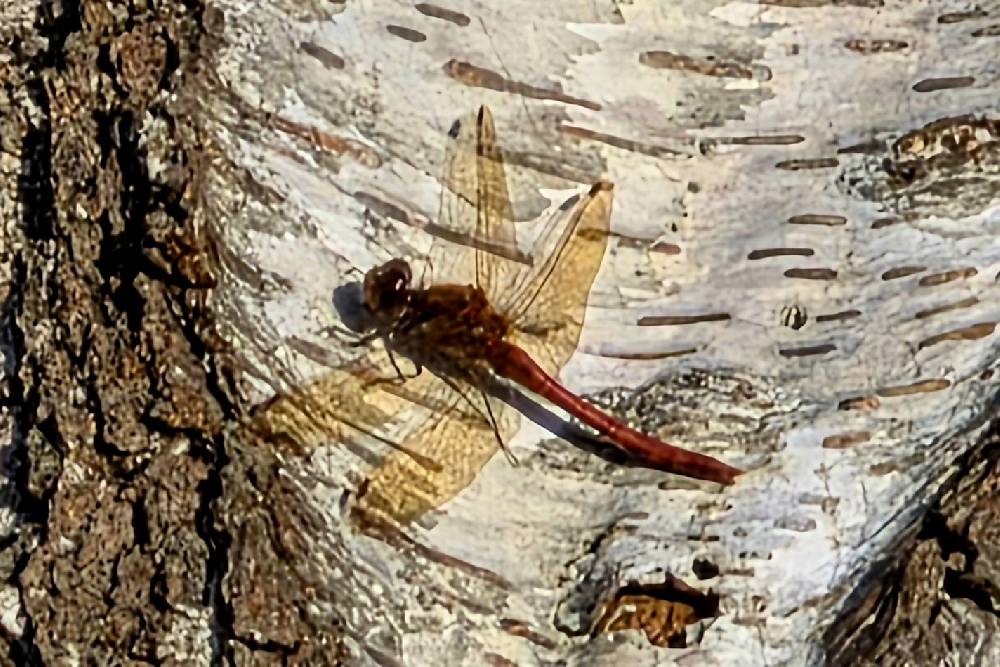 rote Libelle auf dem Stamm einer Birke