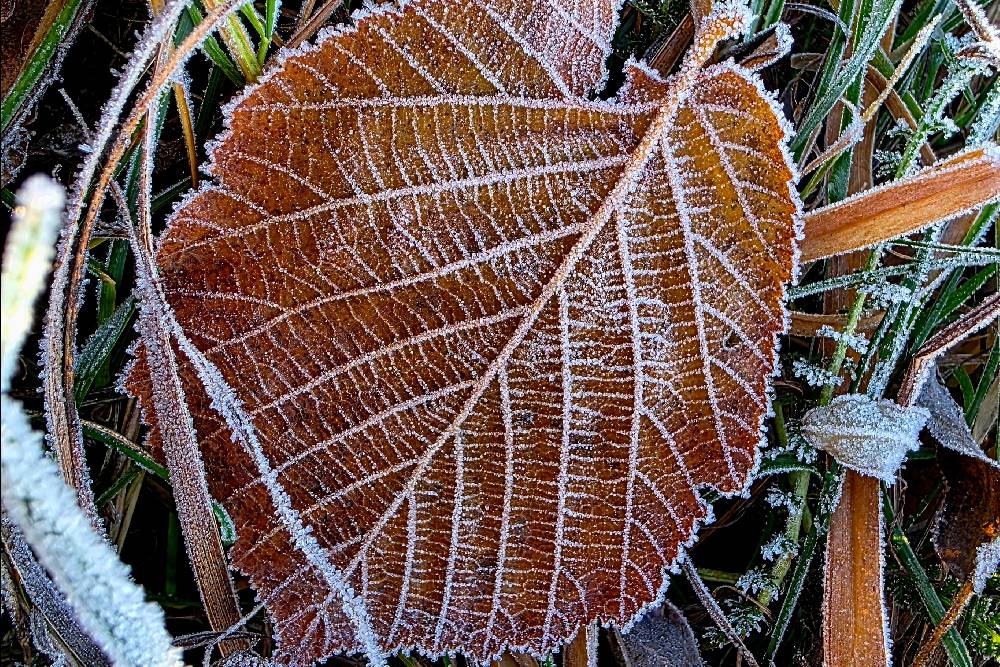 Frost auf einem Laubblatt und jeder Blattader nachzeichnet