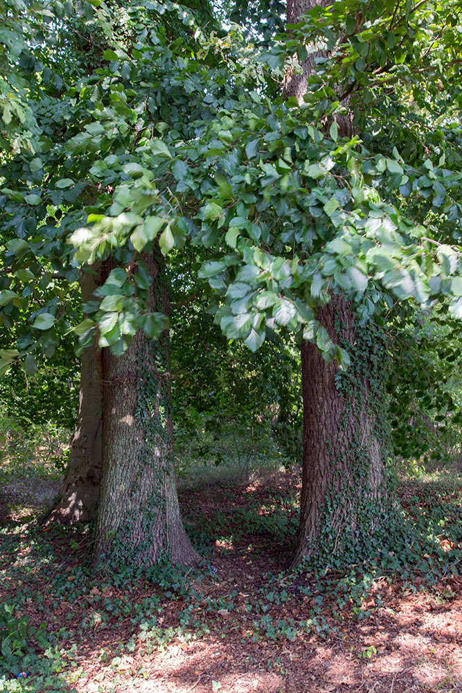 zwei Bäume bilden ein Tor