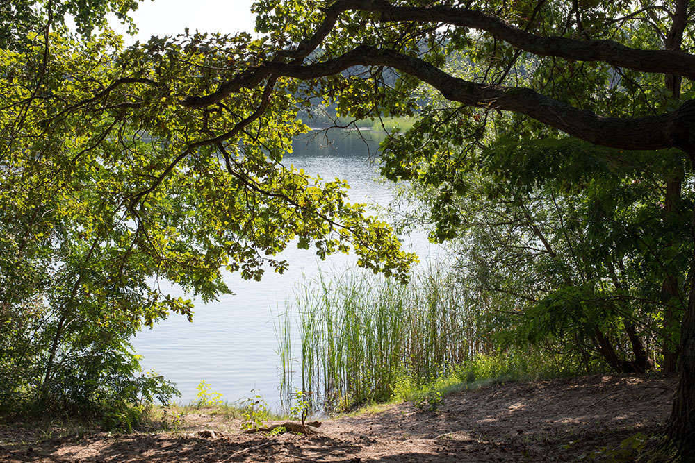 Bäume im Vordergrund, im Hintergrund ein See